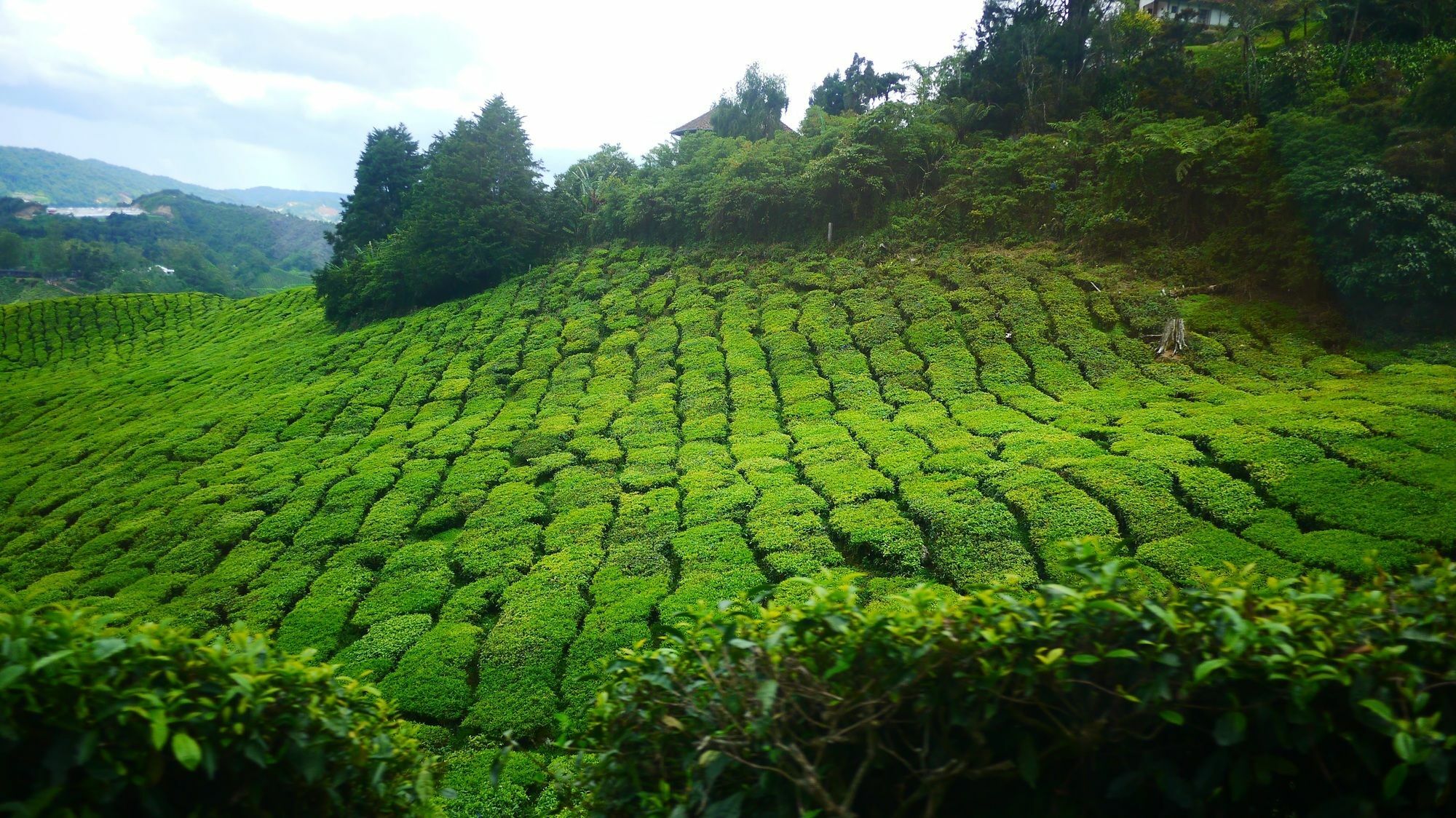 Zetter Suites @ Cameron Cameron Highlands Exterior foto